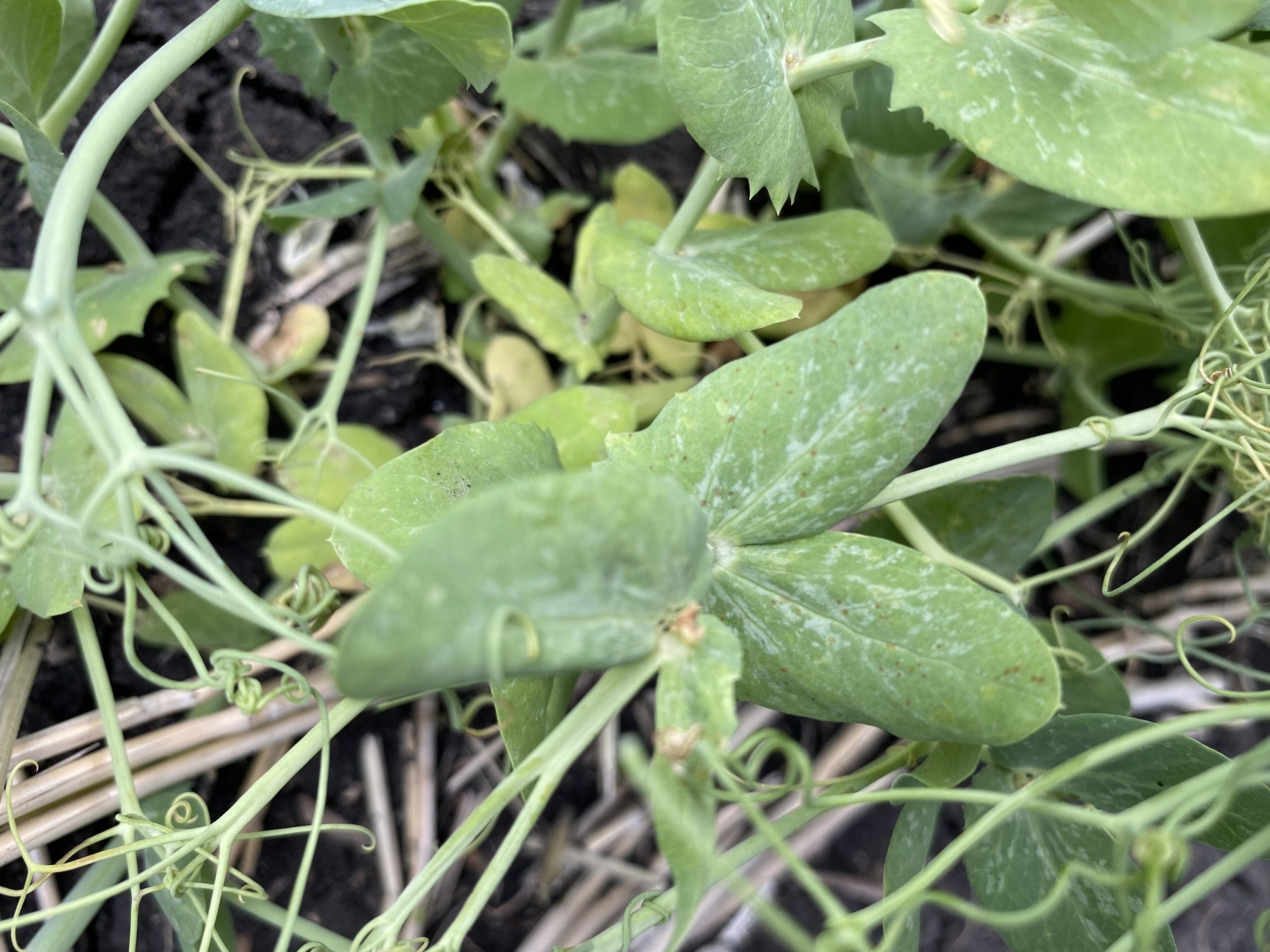Mycosphaerella lesions in the lower canopy of a pea crop, appearing as tiny brown freckles on the stipules, on June 29.