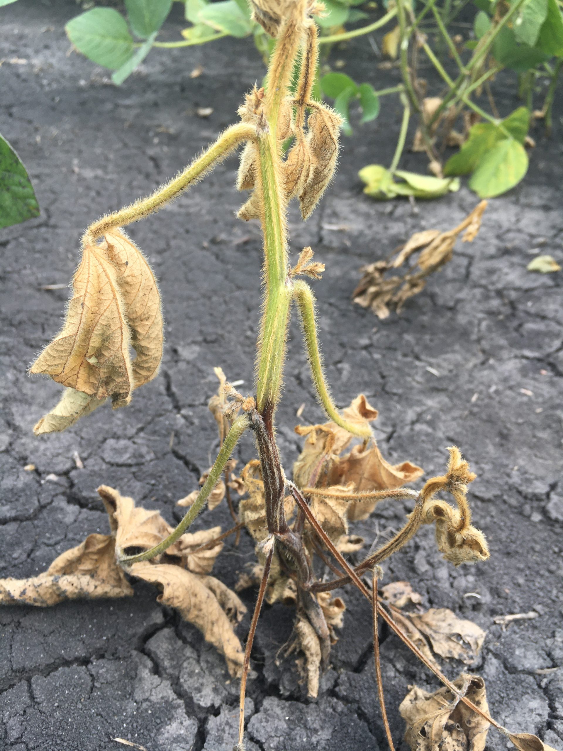 Phytophthora root and stem rot symptoms.