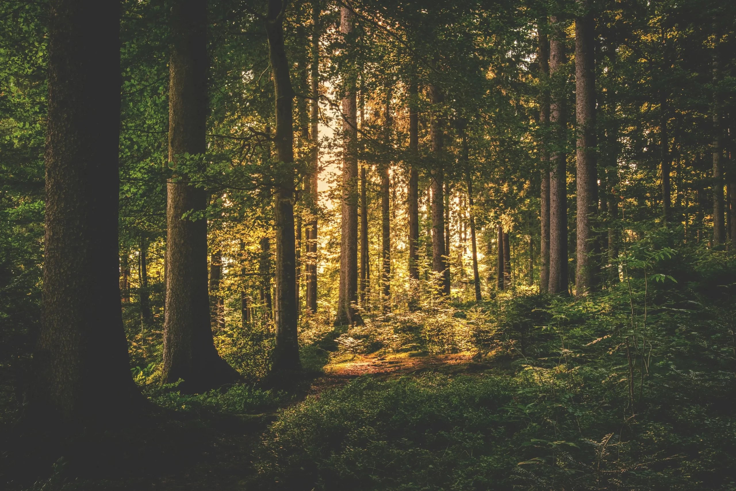 Digital Detox Challenge: How to Fix Your Life in 30 Days