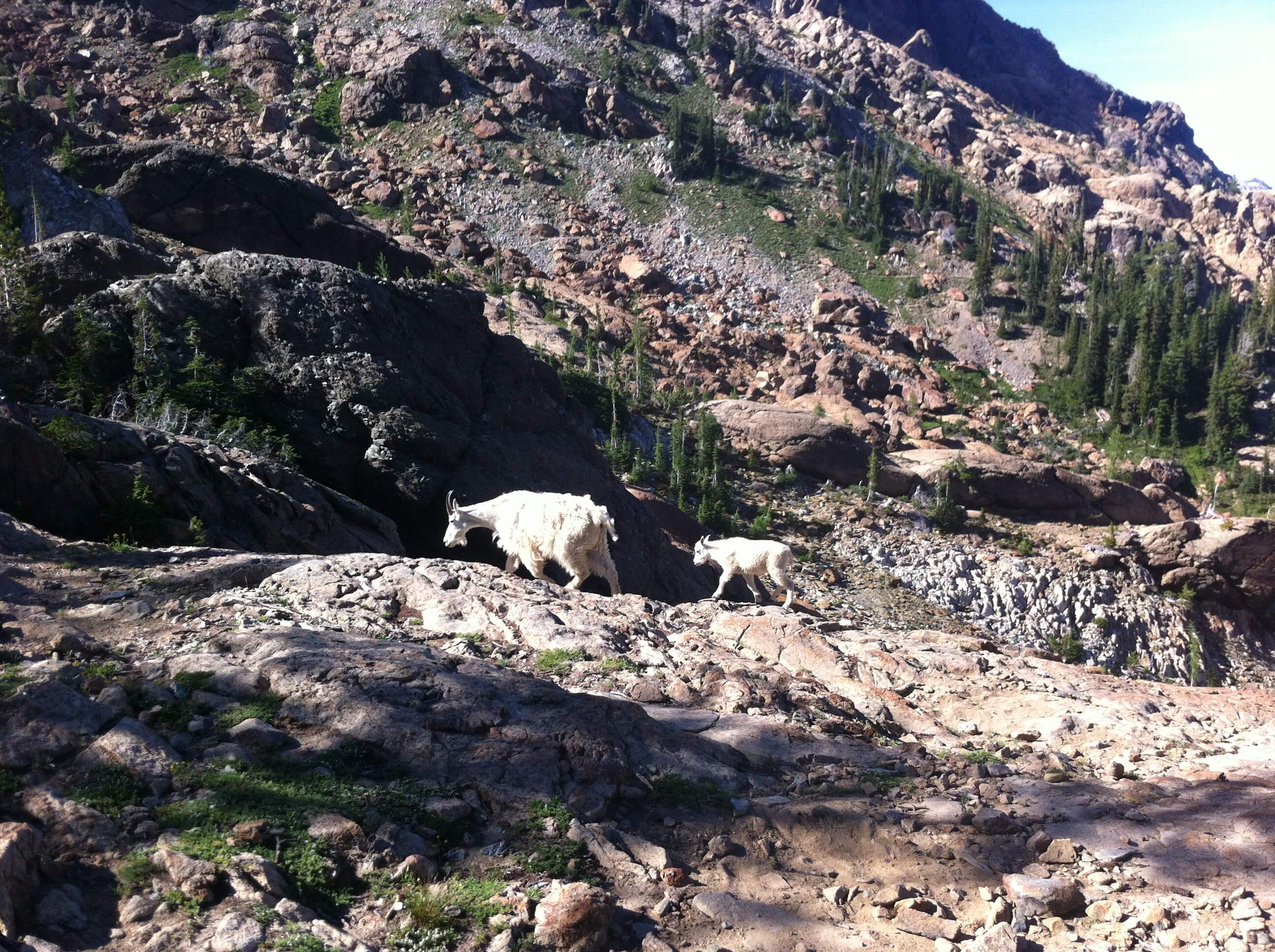 mountain goats