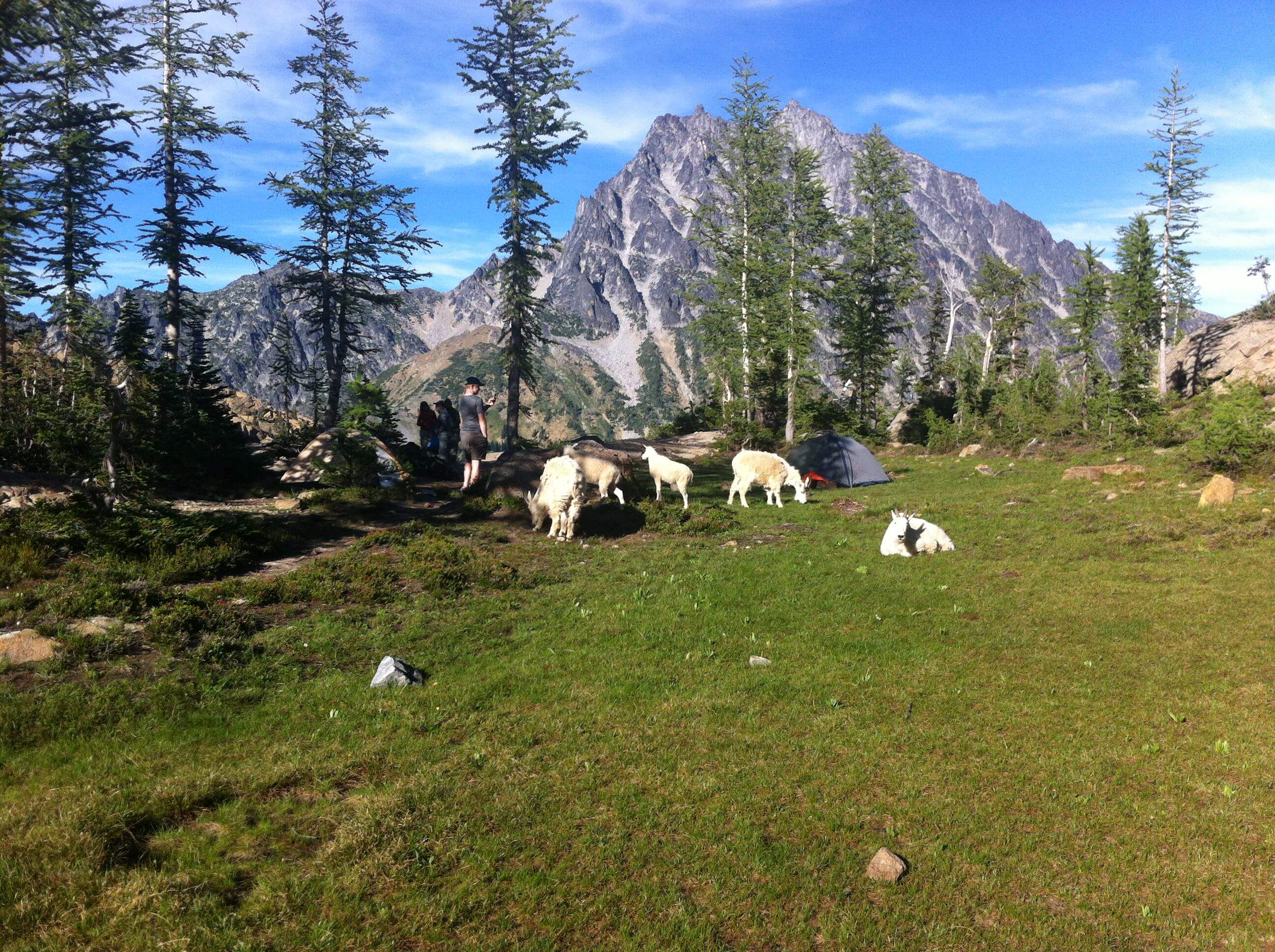 Mountain goats take over base camp.