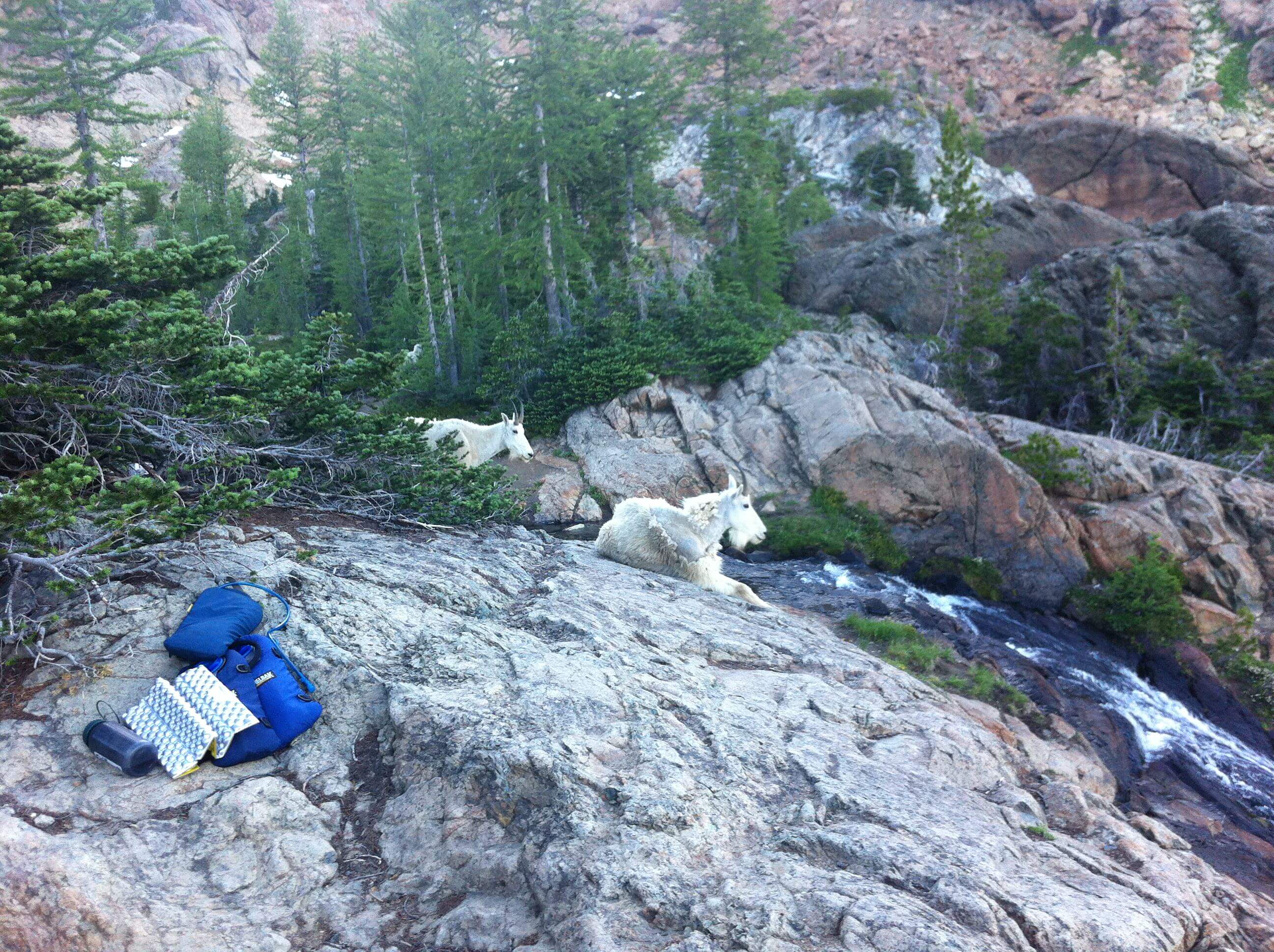 ingalls mountain goats