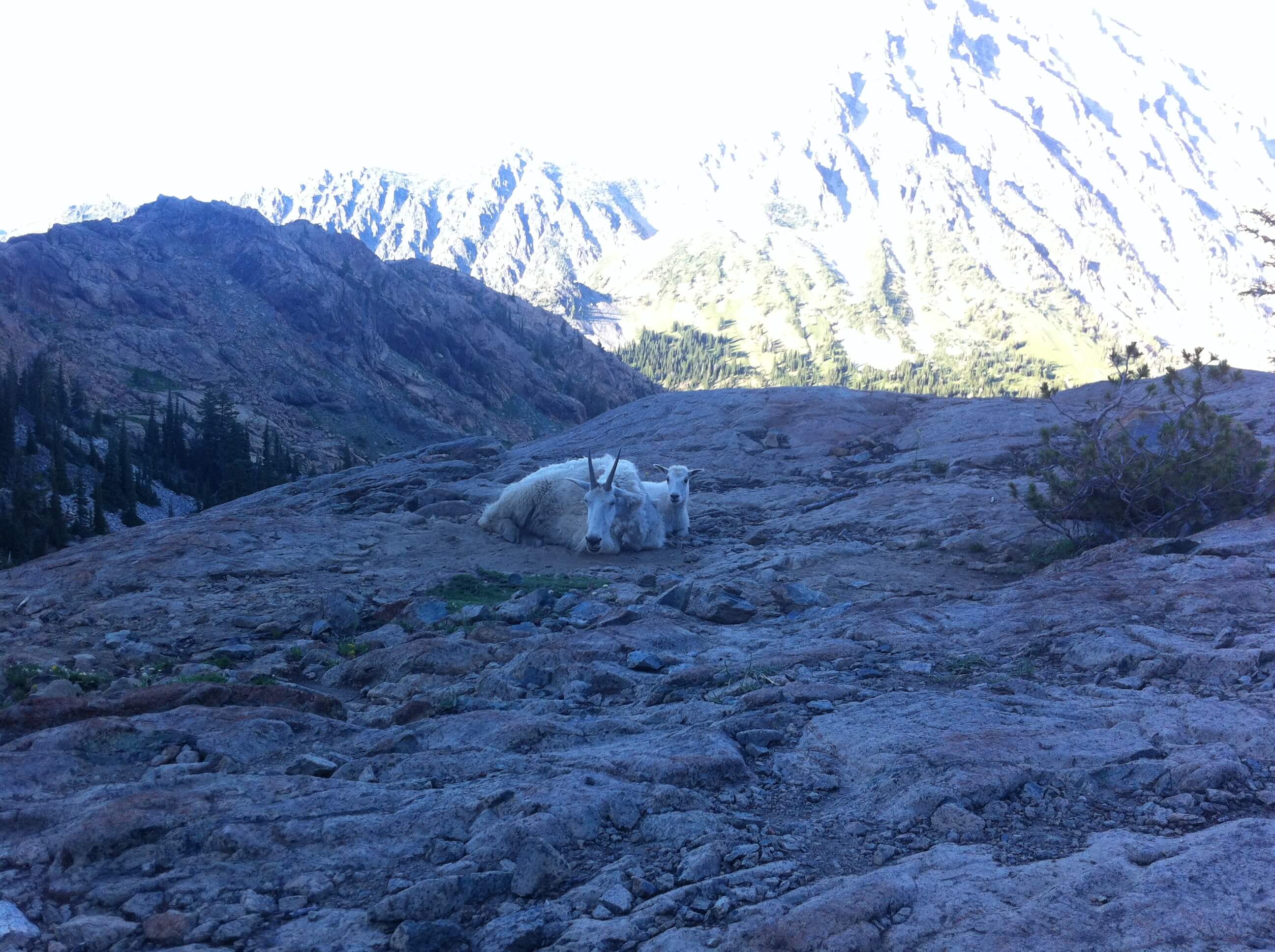 backpacking mountain goats