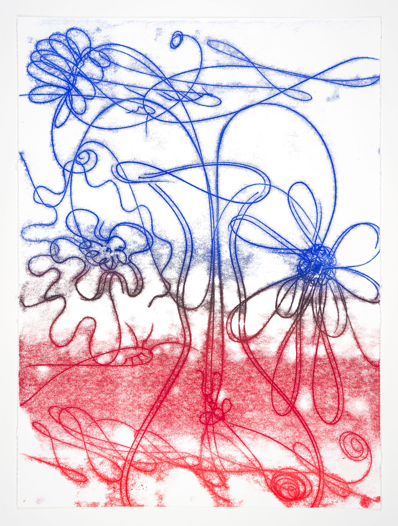 Catherine Howe: "Flower Float No. 2", 2026. Trace monotype, 30" x 22". Published by Manneken Press.