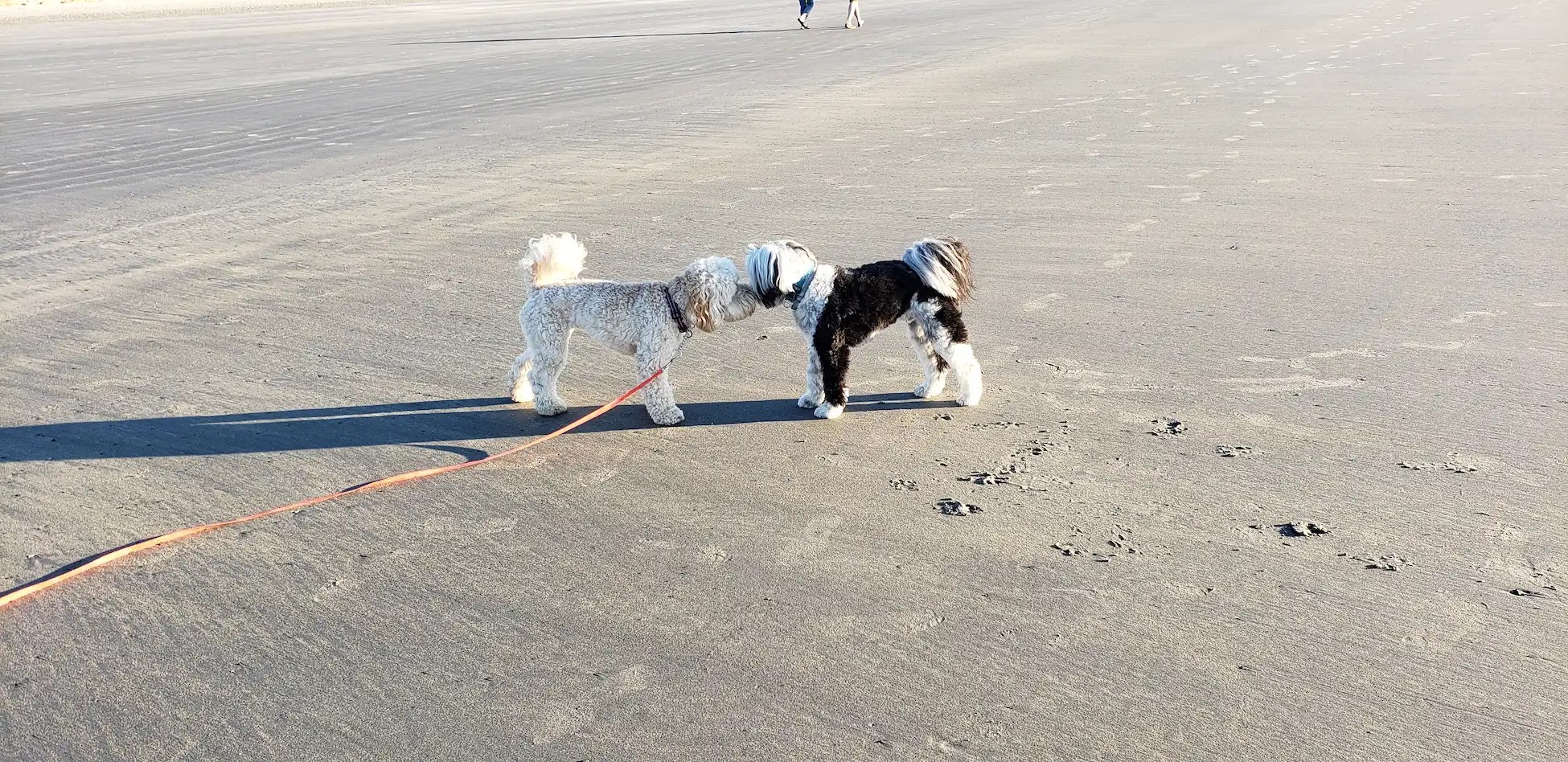 Dogs and Puppies Socializing at Long Sands Beach York Maine