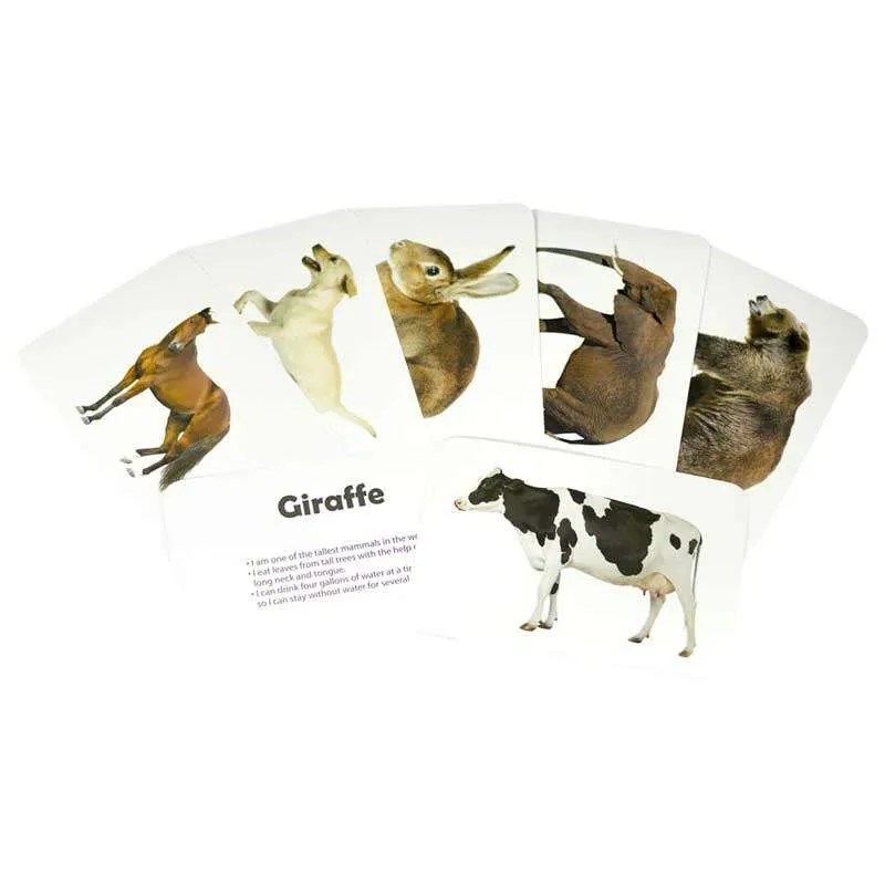 Common Animals - Flash Cards 1