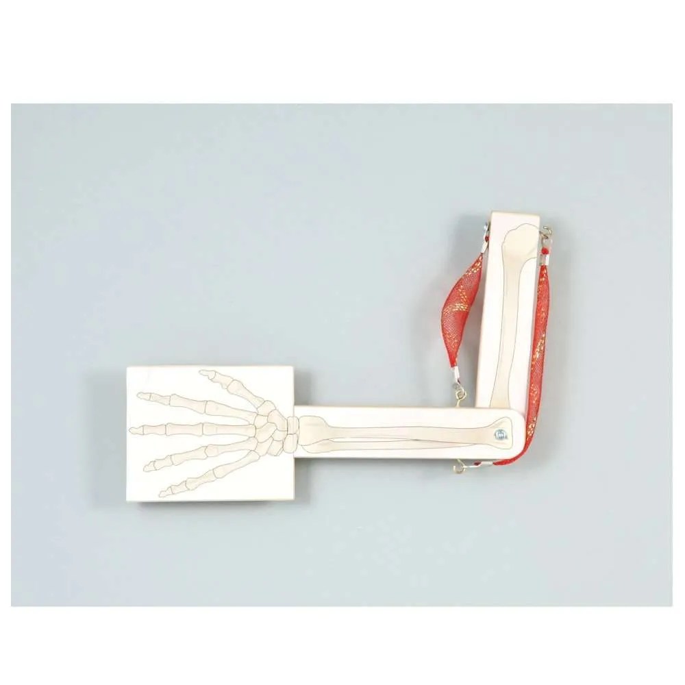 Age 5+ Artec Simple Arm Structure Model
