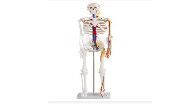 Skeleton with Nerves and Blood Vessels