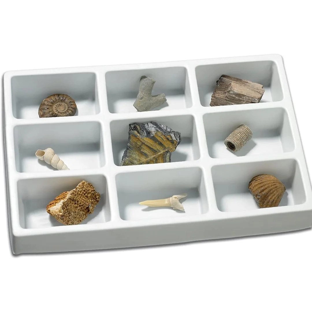 Age 8+ Educational Insights Fossil Collection