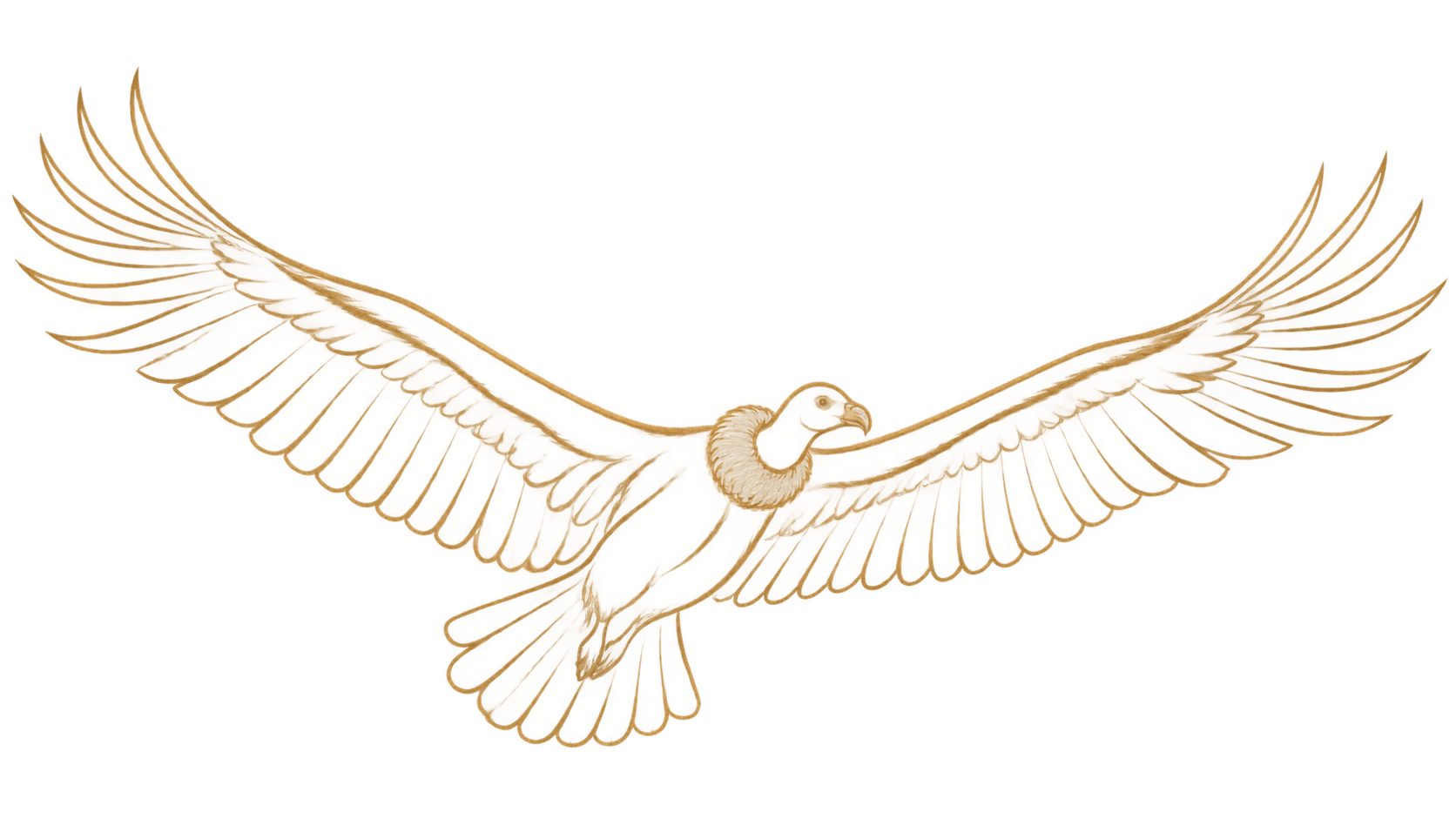 Goudkleurige condor in vrije vlucht