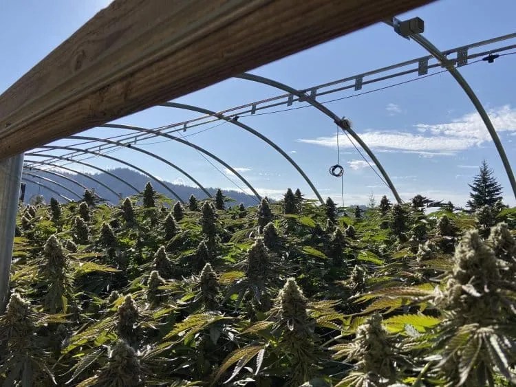 CANNABIS: The hidden costs of a packed greenhouse
