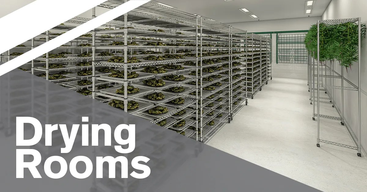 Cannabis Drying Rooms: Designing an Ideal Environment for Drying