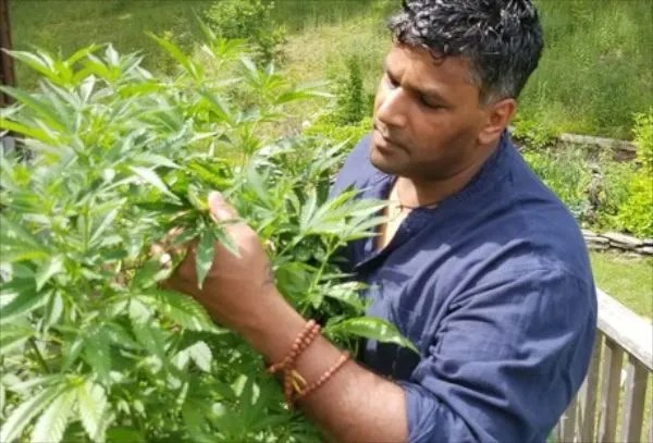 Stressors in cannabis cultivation: how to use them, and when to hold back