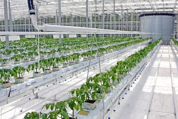 Cannabis: Monitoring hydrogen peroxide puts water quality back in the spotlight