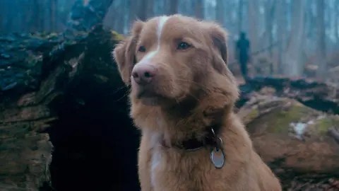 good boy