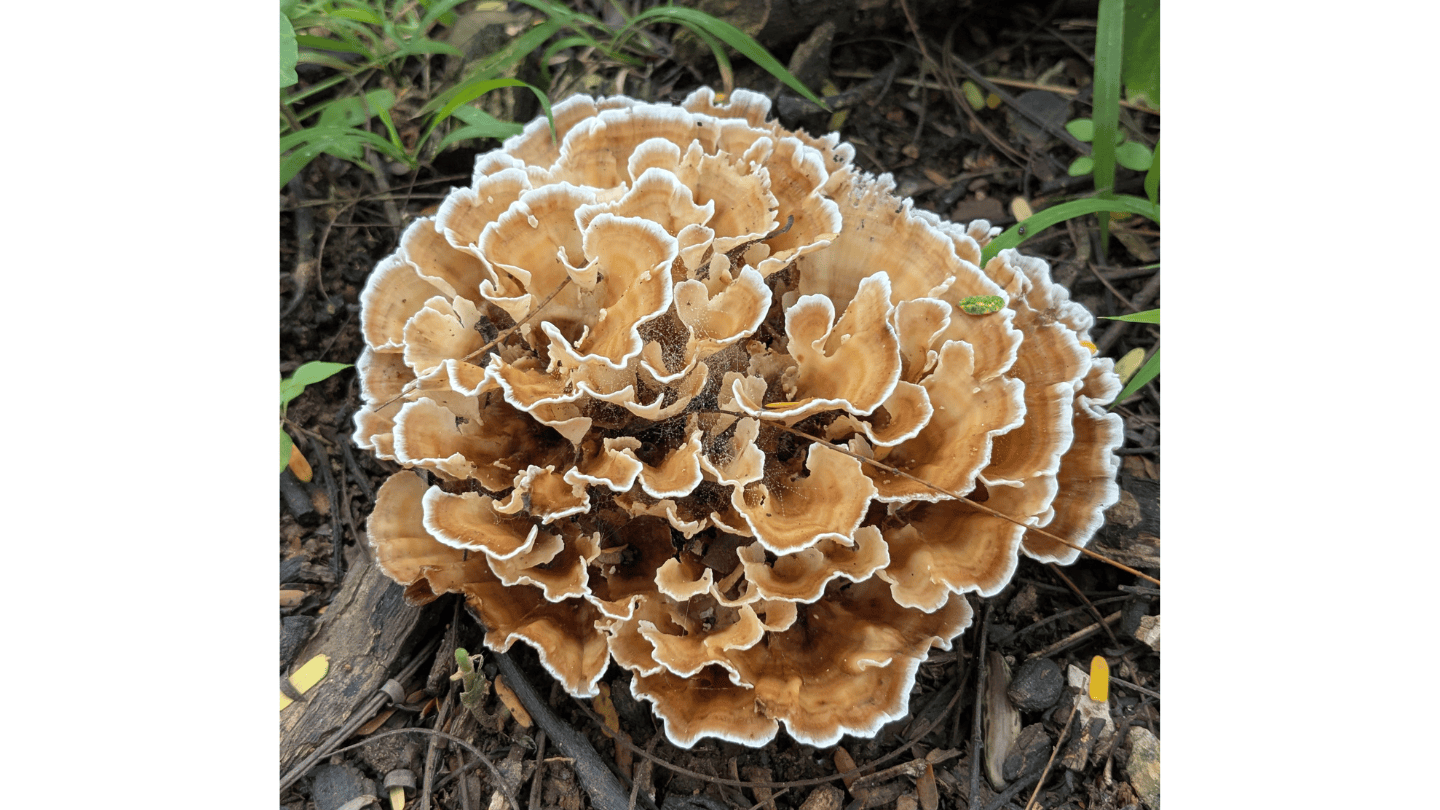 A Fungi Walk At Lalbagh Botanical Gardens MAP Untitled Design 9 