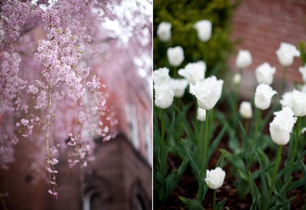 Washington-DC-Spring Washington DC Spring