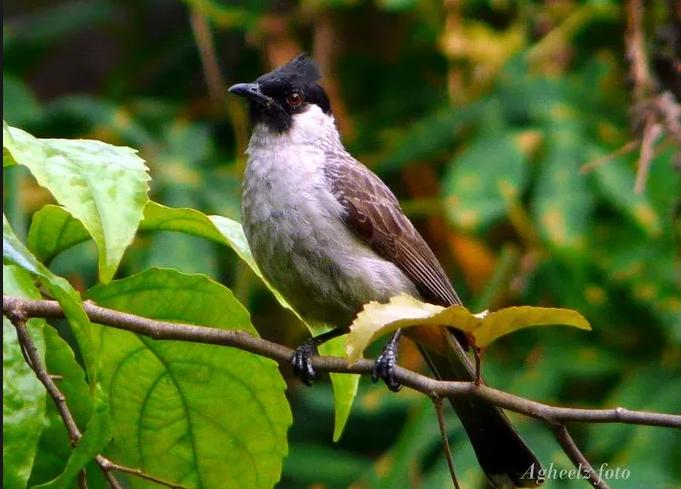 20+ jenis burung kutilang terbaru 2022 dan cara perawatannya lengkap