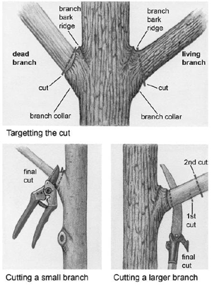 Pruning young sugar maple trees – Maple Leaves Forever