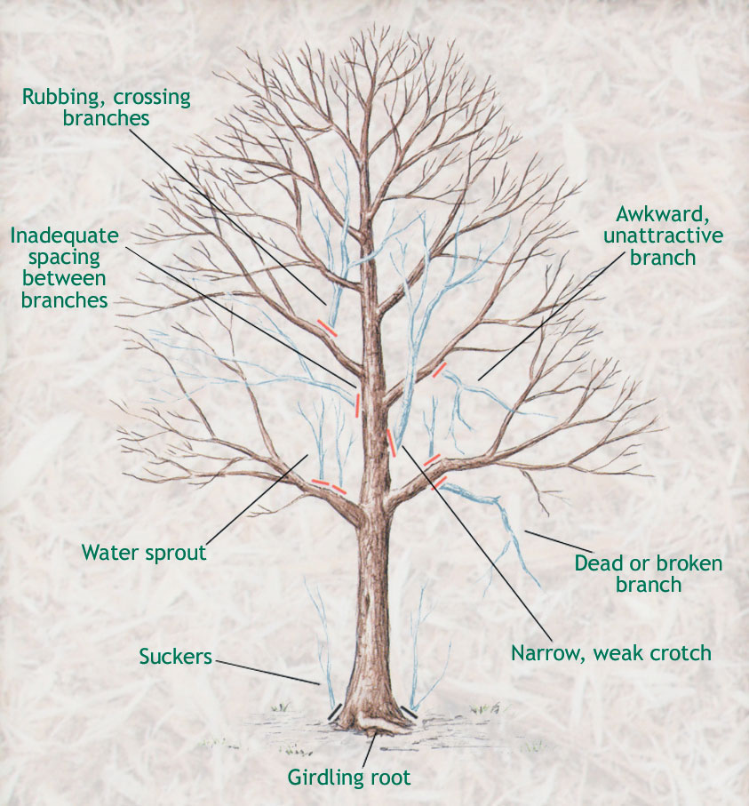 Pruning young sugar maple trees – Maple Leaves Forever