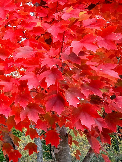 Red Tree