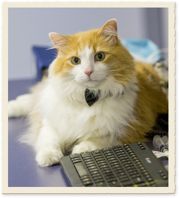 About mapleshade animal hospital in dale city