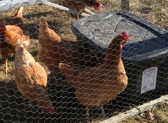 chicken waterer solar coop tractor portable freezing non