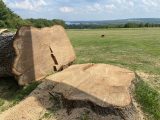 Projects Maple Springs Tree Service