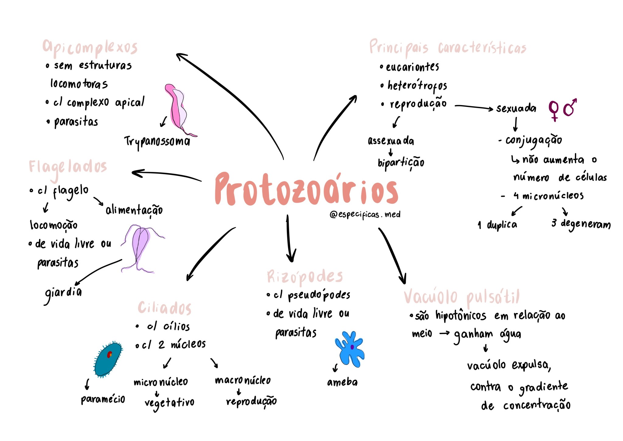 MAPA MENTAL SOBRE PROTOZOÁRIOS - Maps4Study