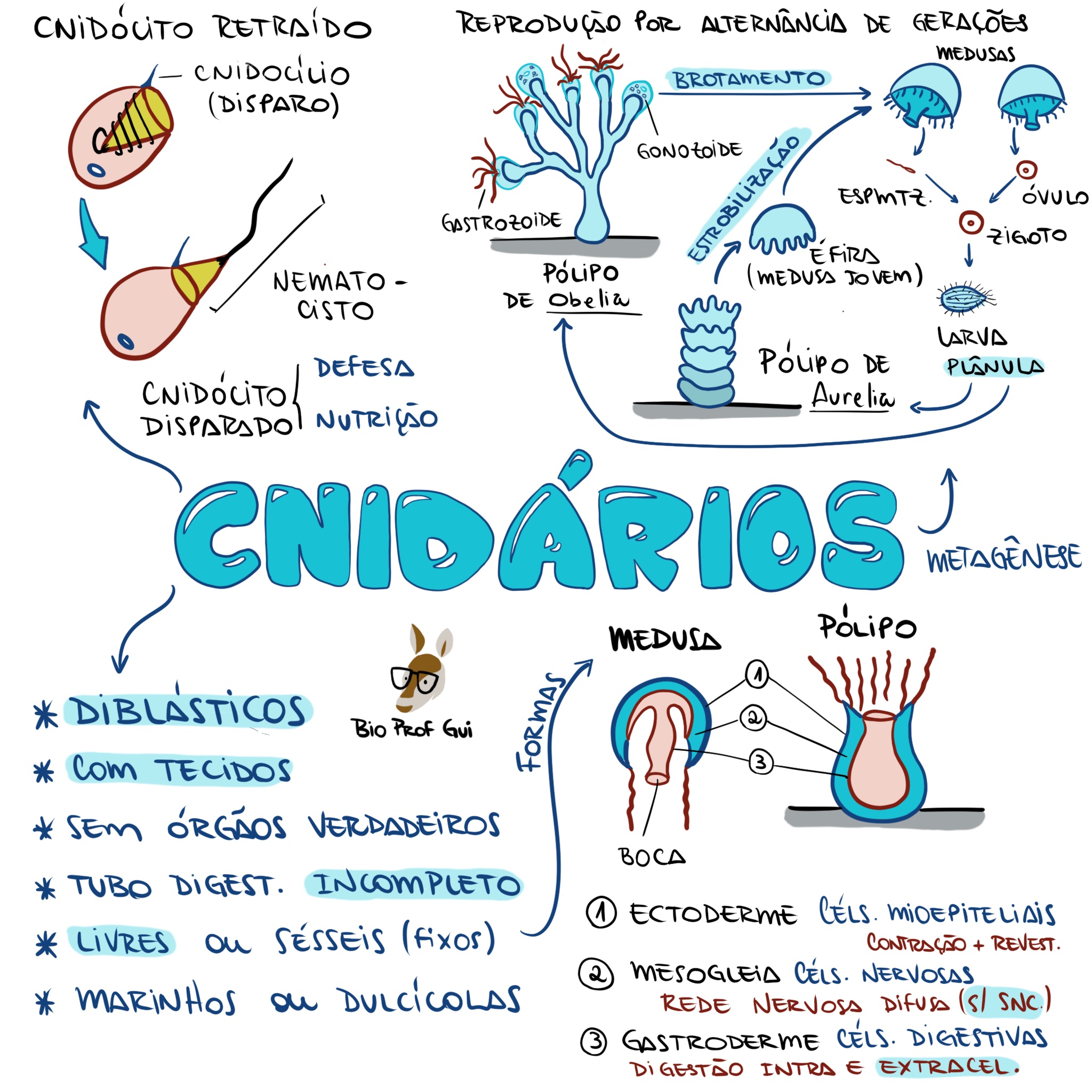 MAPA MENTAL SOBRE CNIDÁRIOS - Maps4Study