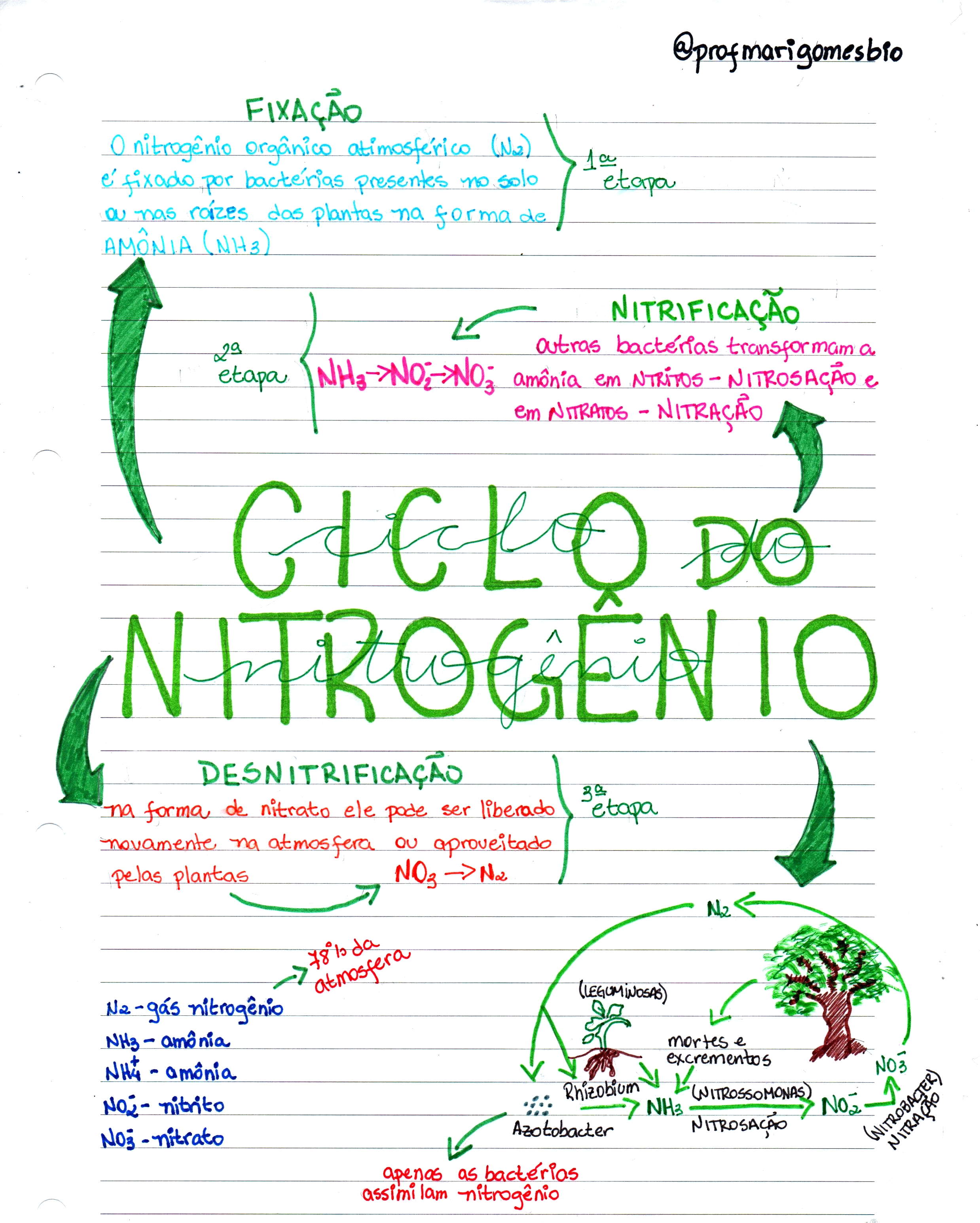 MAPA MENTAL SOBRE CICLO DO NITROGÊNIO - Maps4Study