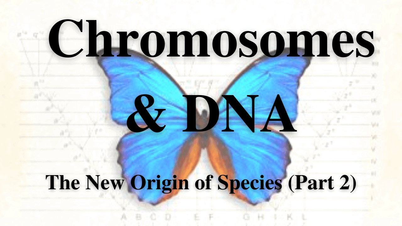 Chromosomes and DNA