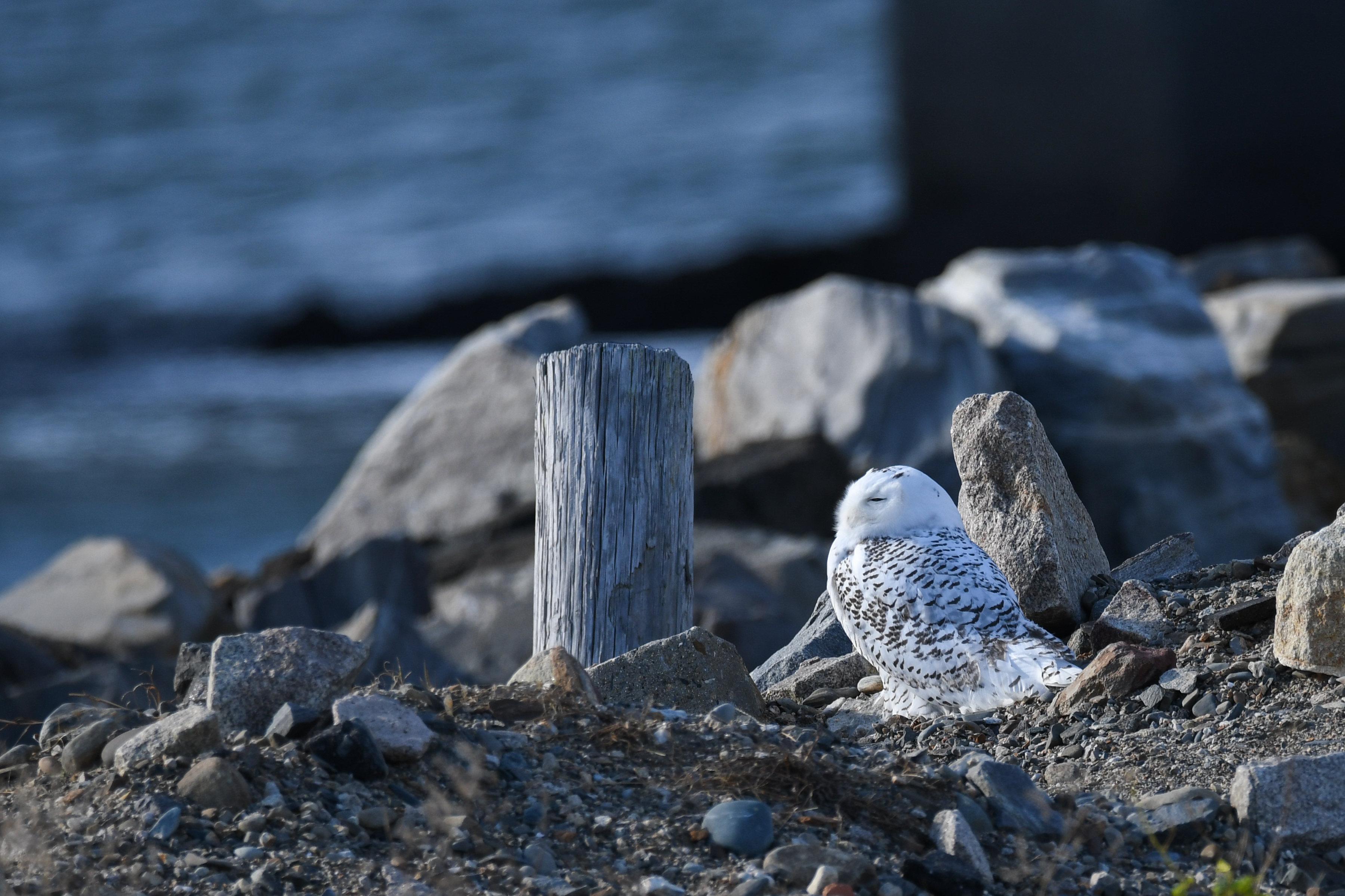 CUZNER IN NATURE: Arctic visitors grace New England shores