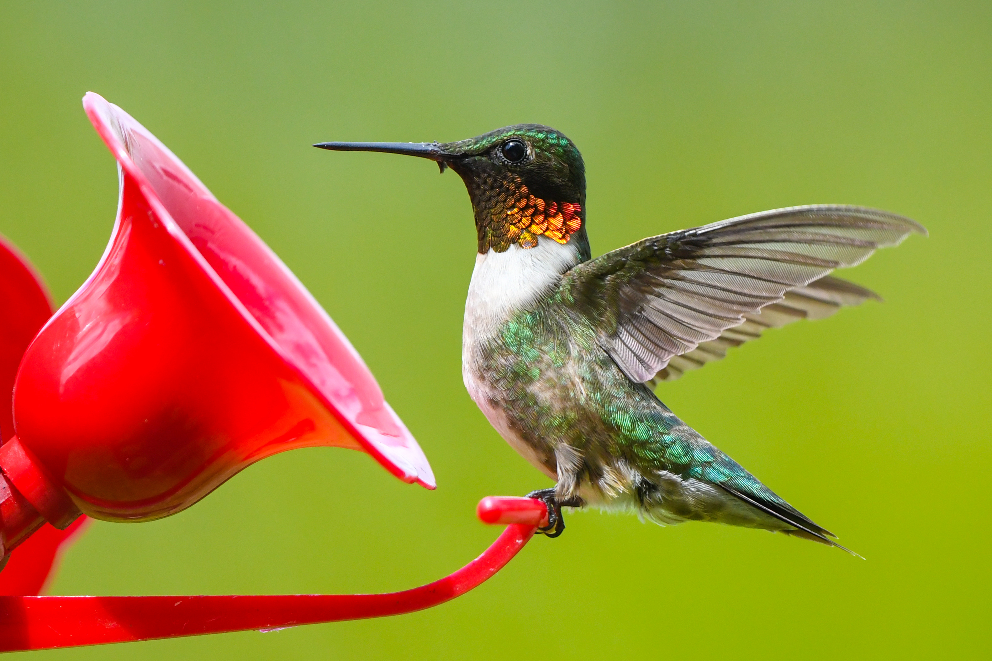CUZNER IN NATURE: Ruby-throated hummingbird visits summer garden