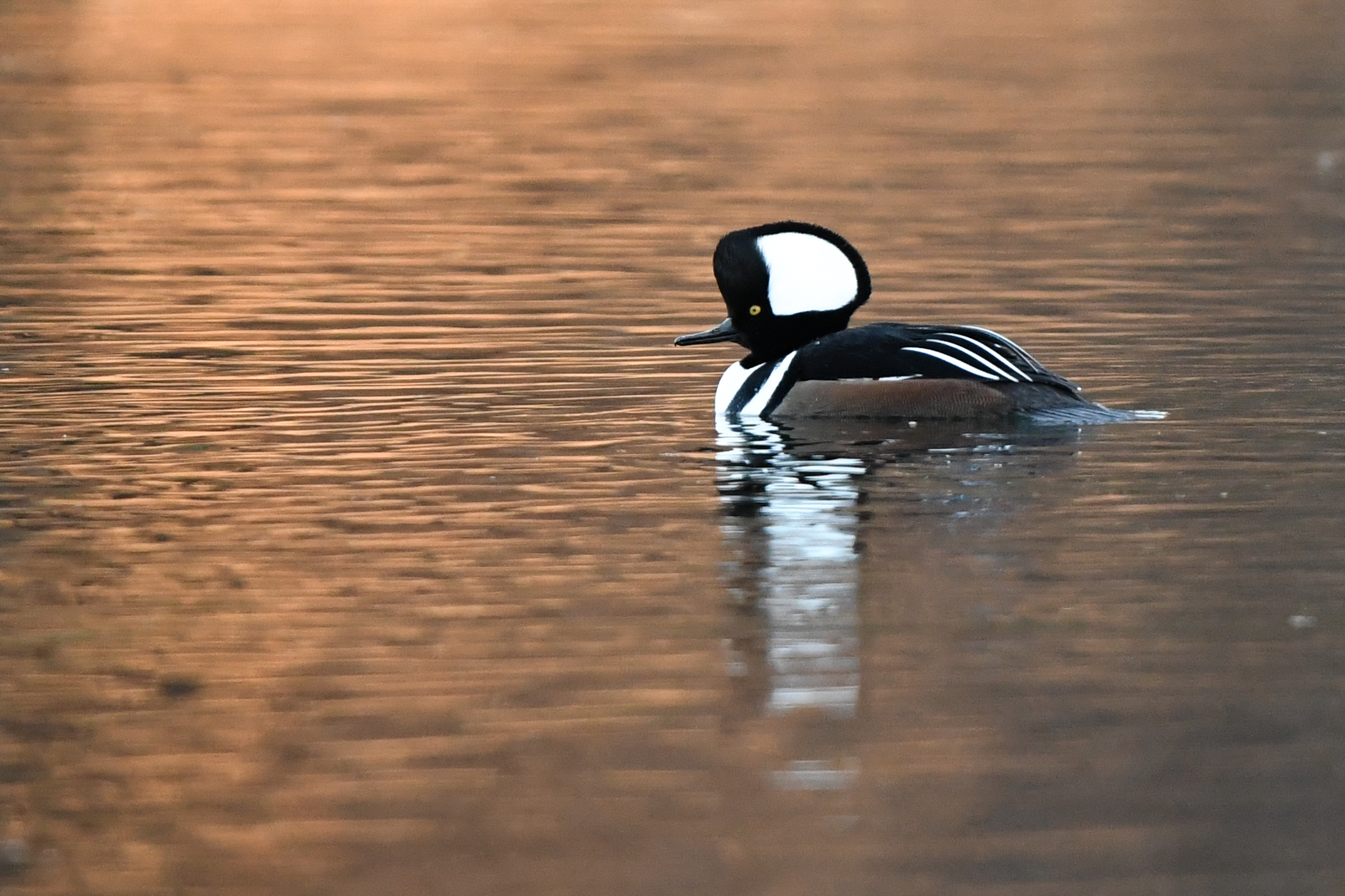 CUZNER IN NATURE: Hooded merganser looks majestic in Joe Brown's