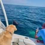 Whale, hello there: Marblehead boater gets some very large visitors