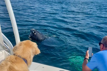 Whale, hello there: Marblehead boater gets some very large visitors