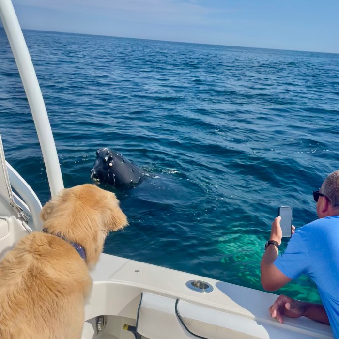 Whale, hello there: Marblehead boater gets some very large visitors