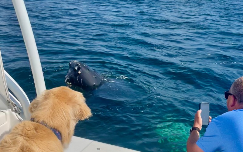 Whale, hello there: Marblehead boater gets some very large visitors