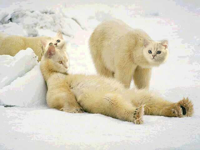 Polar Cat - Geometric Picture Collection - Full HD Quality