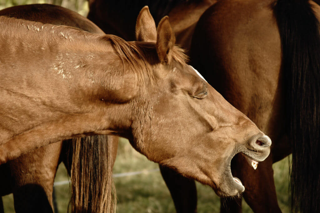 SYSTÈME RESPIRATOIRE DES CHEVAUX FRAGILISÉ EN HIVER