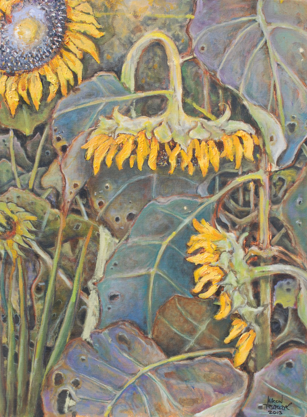 Sunflowers 2013