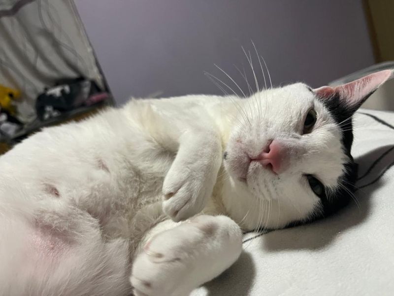 Tam Lew Github - Premium City Pattern - 8K