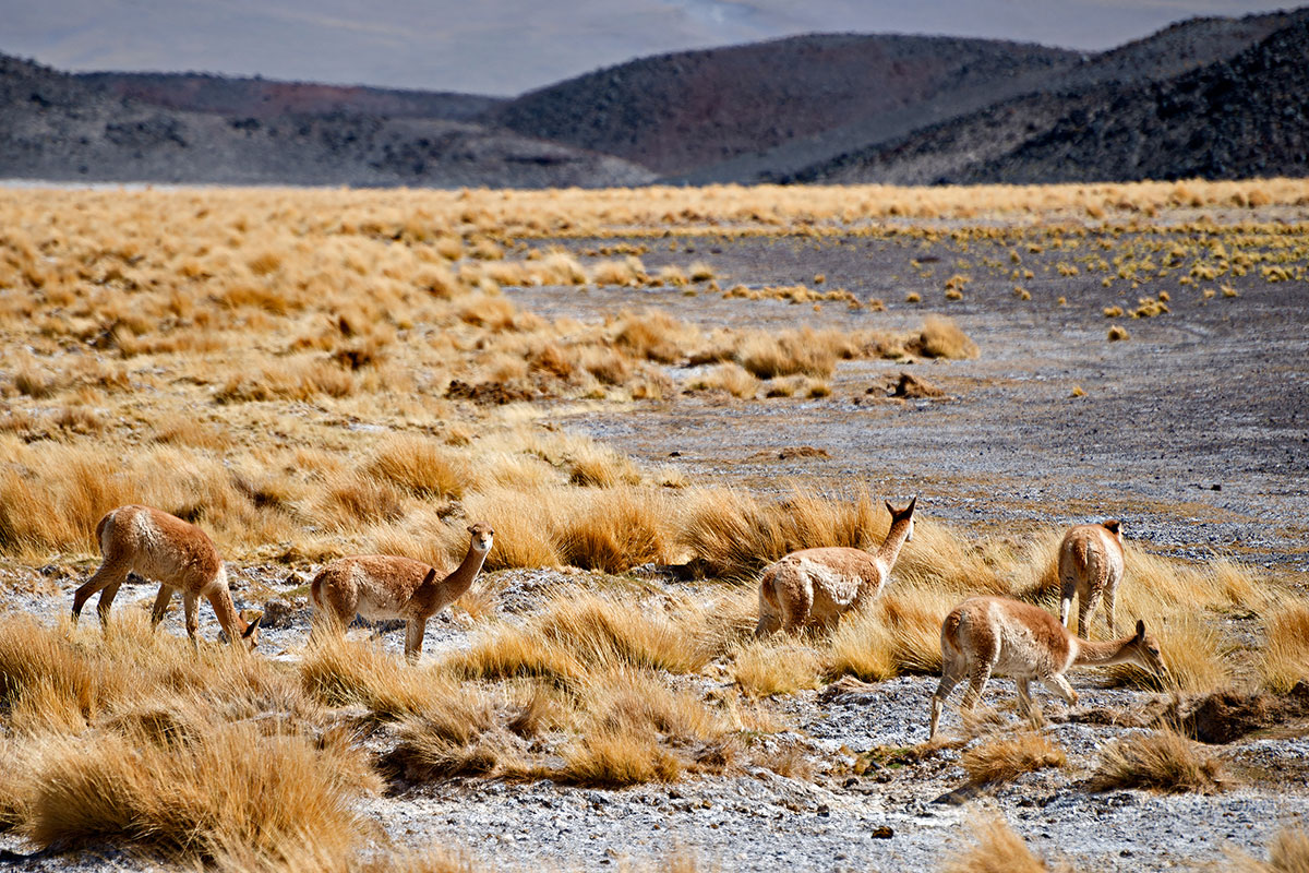 I "cammelli delle Ande"