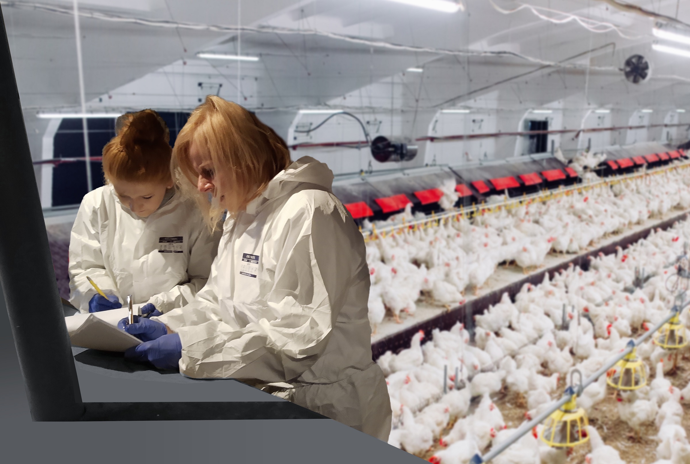 Further Processed Leg Meat Marel - Artistic Ultra HD Geometric Pictures | Free Download