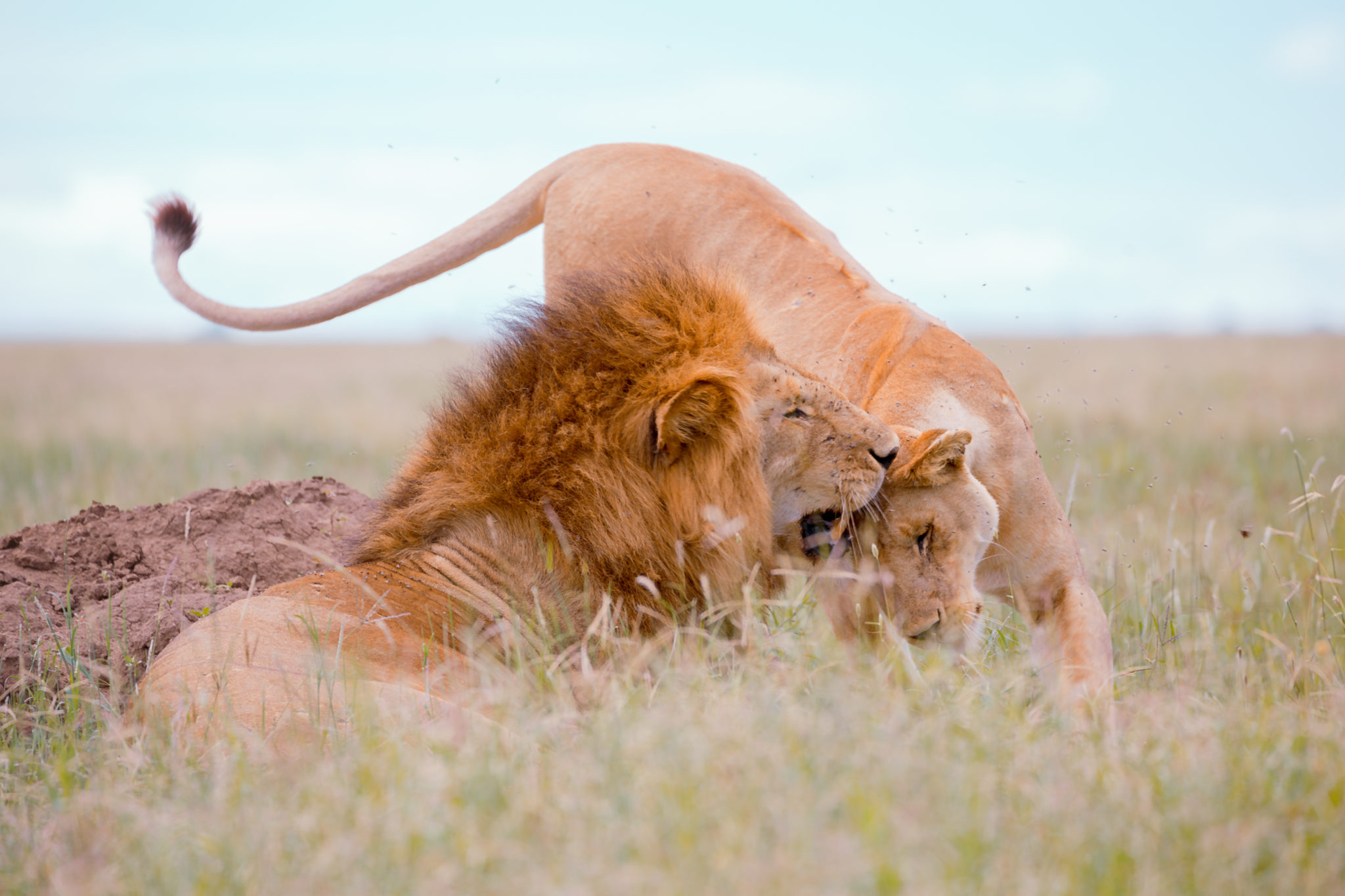 Ultimate Guide To Planning Your First African Safari Mar