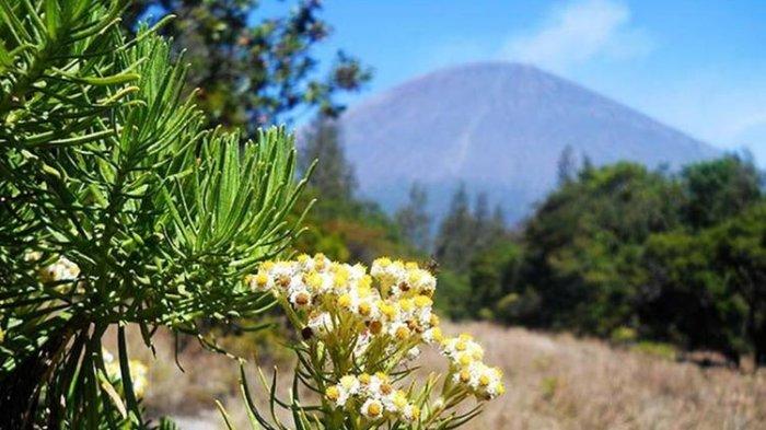 Edelweis Sajak Puisi Marhatahata :