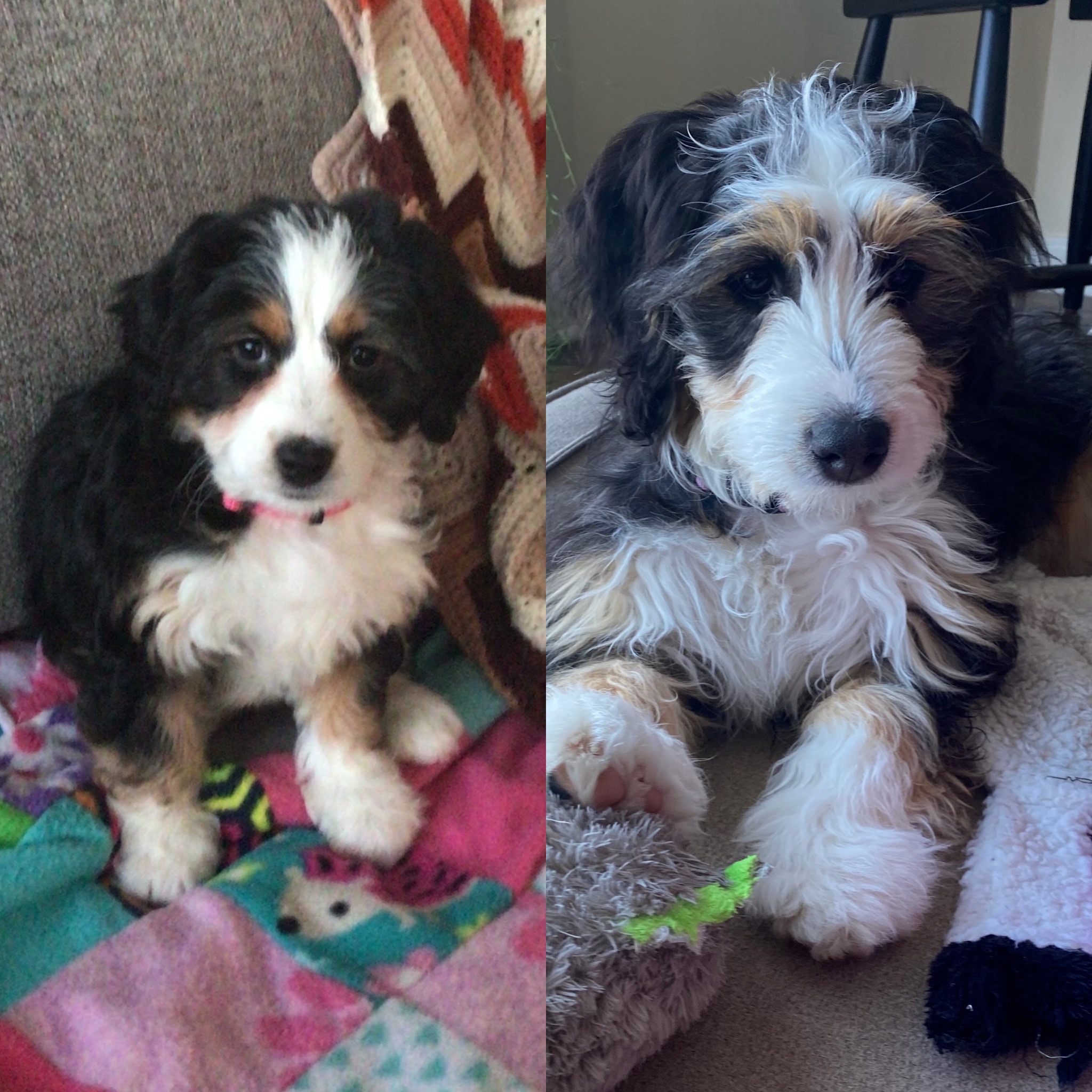 We Got TWO Puppies During the Pandemic and Survived! Ten things we learned having two puppies! #Puppies #Pandemic #PuppiesDuringThePademic #PuppyCareTips