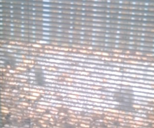 squirrels