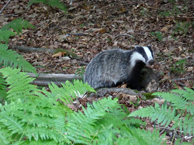 Lebensgrosser Dachs Stehend 75 Cm Garten Deko Tier Figur Wald Wild Grimbart Fabel Eur 129 00 Picclick De